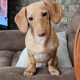 Evie - Dachshund