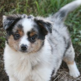 Peanut - Blue merle male Miniature Australian Shepherd puppy in Fairview, South Dakota from Dakota Toy Aussies