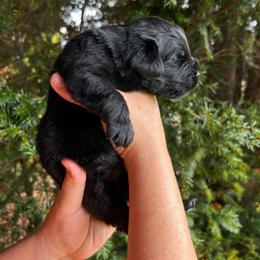 Orange Collar - Black female Newfoundland puppy in New York from Johnson Farms
