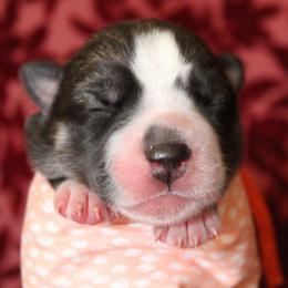 Orange - Agouti and white female Siberian Husky puppy in York, Pennsylvania from Spalla Pups
