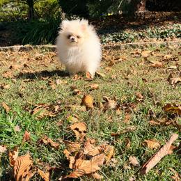 Sunny - White female Pomeranian puppy in Millstone Township, New Jersey from Couture_frenchies_and_pomeranian