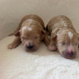 Puppy - Parti male Maltipoo puppy in Charles City, Virginia from Historic triangle doodles Charles City, Virginia