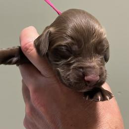 Girl 2 - female English Cocker Spaniel puppy in Stokesdale, North Carolina from Belews Creek Gundogs