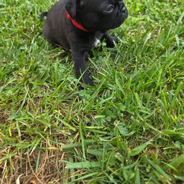 Girl 1 red - Black female Pug puppy in Bainbridge, Ohio from Snuggle Pugs