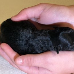 Smudge - Black tri-color male Aussiedoodle puppy in Daphne, Alabama from Darling Australians