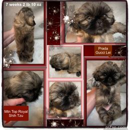 Shih Tzu Puppies from Mtn Top Royal Shih Tzu