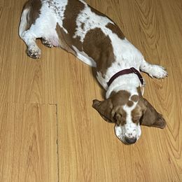 Basset Hound Puppies from Christy's Basset Hounds