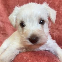 White chocolate female - White female Miniature Schnauzer puppy in Boaz, Alabama from Sweet Home Schnauzers