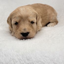 Goldendoodle Puppies from Lake Village Doodles