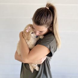 Bernedoodle, Goldendoodle, and Poodle Puppies from Central Valley Canine Companions