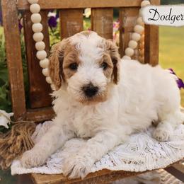 Miniature Schnauzer and Poodle Puppies from Crystal Rose Canines