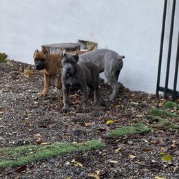 Cane Corso Puppies from Corso Empire