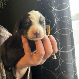 Yellow - Black rust and white female Bernese Mountain Dog puppy in North Grove, Indiana from J&F Country Canines