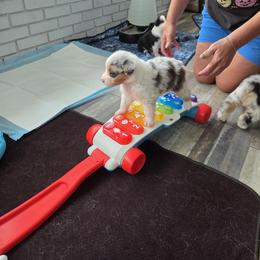 Australian Shepherd and Chow Chow Puppies from Calypso Chow Chows and Australian Shepherds