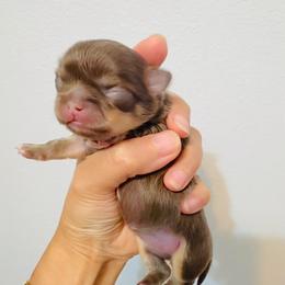 Princess Lilac Angel - Blue and tan female Chihuahua puppy in Santa Rosa Beach, Florida from Eva's Chihuahuas