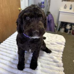 Hilo - Chocolate male Goldendoodle puppy in Horseshoe Bend, Idaho from Over the Moon Poodles and Doodles