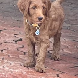 "Arielle puppy" Goldendoodle Puppies from BFF Goldendoodles