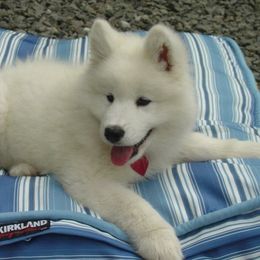Samoyed Puppies from Falling cedar farm samoyeds