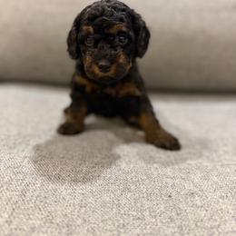 Star - Phantom female Bernedoodle puppy in Jacksonville, Florida from Autumn's Aussies