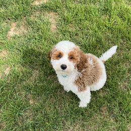 Goldendoodle Puppies from Cotton Pickin' Doodles