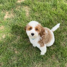 Goldendoodle Puppies from Cotton Pickin' Doodles