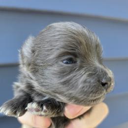 Janis - Blue brindle female Pomeranian puppy in Hooksett, New Hampshire from Granite State Pomeranians