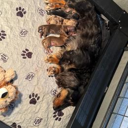 Hershey - Chocolate and tan male Dachshund puppy in Humble, Texas from Foley Dachshunds
