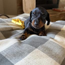 Yellow Collared Girl - Black and tan female Dachshund puppy in Wray, Georgia from Cotton Hill Dachshunds