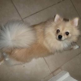 nel - Pomeranian