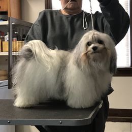 Havanese Puppies from Sunsation Havanese