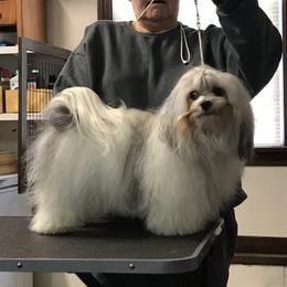 Havanese Puppies from Sunsation Havanese