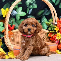 Pebbles - Red female Cavapoo puppy in Woodridge, New York from Woodland poodles and Cavapoos