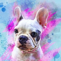 Nola - French Bulldog