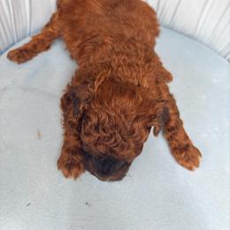 Cooper - Red  male Poodle puppy in Plano, Texas from Dogs lovers