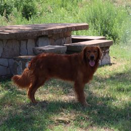 LEGO - Golden Retriever