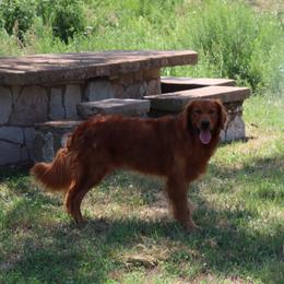 LEGO - Golden Retriever