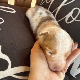 Red Merle male 2 - Red merle male Toy Australian Shepherd puppy in Brashear, Texas from Double R farms