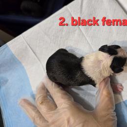 Girl 2 - Black and white female Boston Terrier puppy in Millers Creek, North Carolina from Tumbling Shoals Hilltop Bostons
