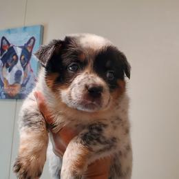 Blue mottled  with base of tail spot - Blue mottled male Australian Cattle Dog puppy in Lenoir, North Carolina from Blue Coyote Ranch