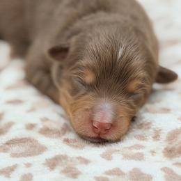 Girl 1 - Red tri female Miniature Australian Shepherd puppy in Arcadia, Indiana from Sunset Cowgirl Mini Aussies
