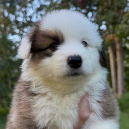 Willie - White and red male Pembroke Welsh Corgi puppy in Millersville, Maryland from Corgis by the bay