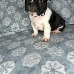 Girl 1 - Brindle and white French Bulldog puppy in The Dalles, Oregon from RC French Bulldogs