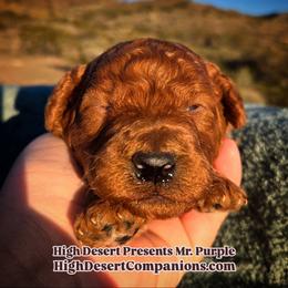 Mr. Purple - Red  male Poodle puppy in Dolan Springs, Arizona from High Desert Companions