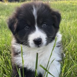 Selena - Black tri-color Australian Shepherd puppy in Kansas City, Missouri from Aussie Hill Farm