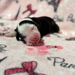 CUPCAKE - Black and white female Sheepadoodle puppy in Riverside, California from Downtown Doodles & Frenchies