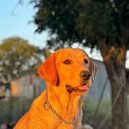 Red - Yellow female Labrador Retriever puppy in Comfort, Texas from Limestone Labradors