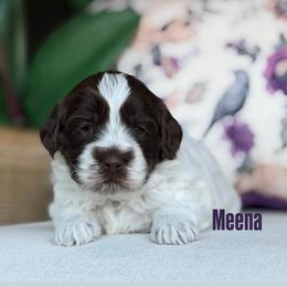 Meena - Chocolate female Australian Labradoodle puppy in Clarksville, Tennessee from Fairytale Lane Australian Labradoodles