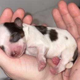 Chocolate Parti with facial markings. - Parti male Miniature Schnauzer puppy in Hillsville, Virginia from Valley View schnauzers