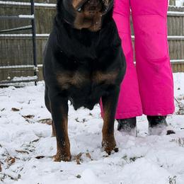 Rottweiler puppies from White River Rottweilers