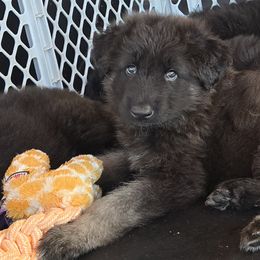 Gray - Shiloh Shepherd puppy from Stunning Shiloh Shepherds